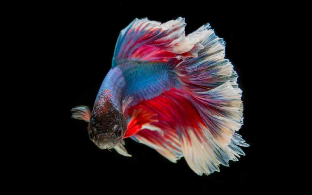 what fish can live with bettas