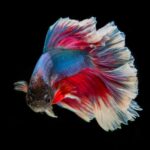 what fish can live with bettas