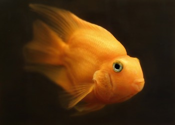 accurate identification goldfishes