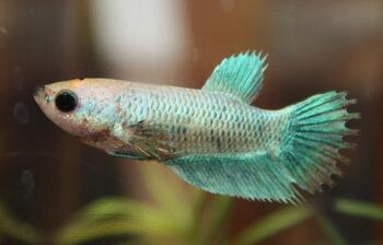 betta behavior aggression