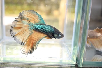 better alternatives betta multi fish