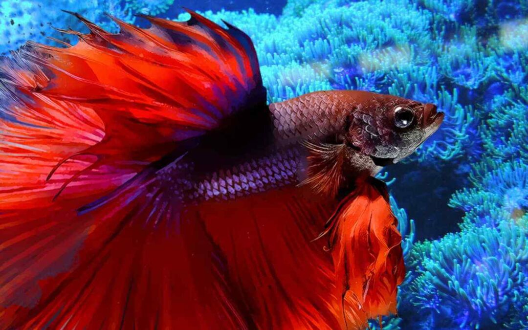 Can Male and Female Bettas Live Together? Understanding Compatibility and Risks