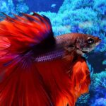 can male and female bettas live together