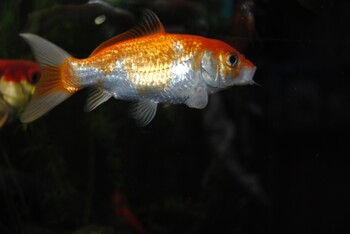 compatibility matters goldfish
