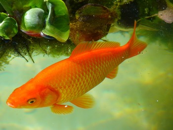 consideration choosing tankmates goldfishes