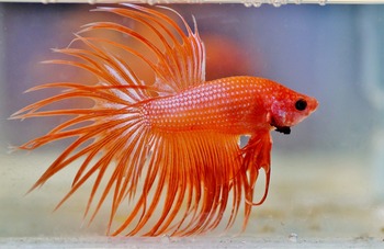 controlled breeding betta fishes