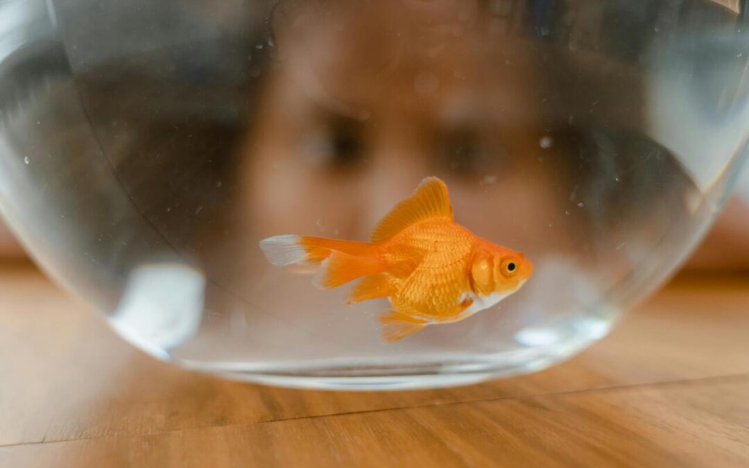 cost of goldfish