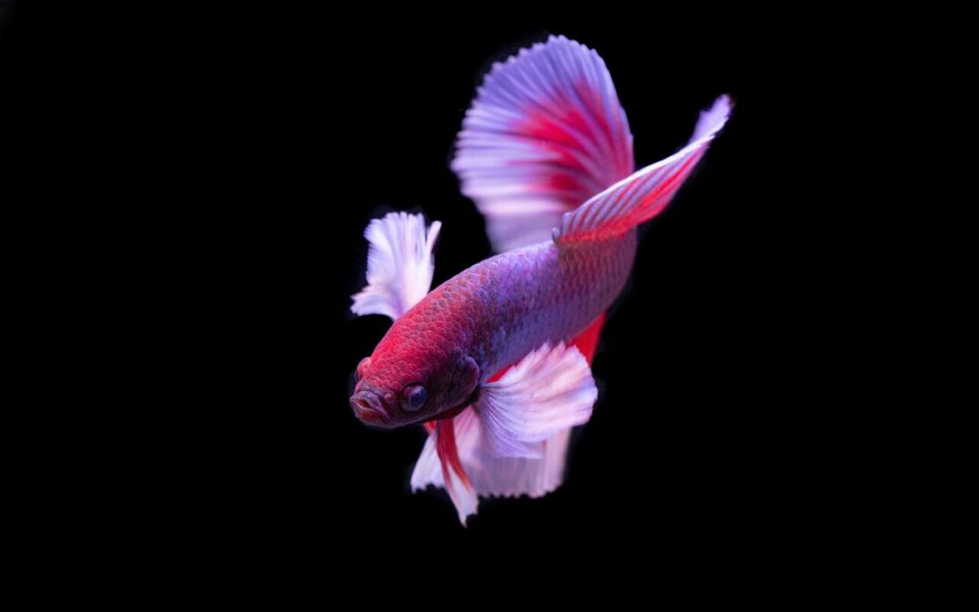 Do Bettas Need a Heater? A Complete Guide for Betta Owners
