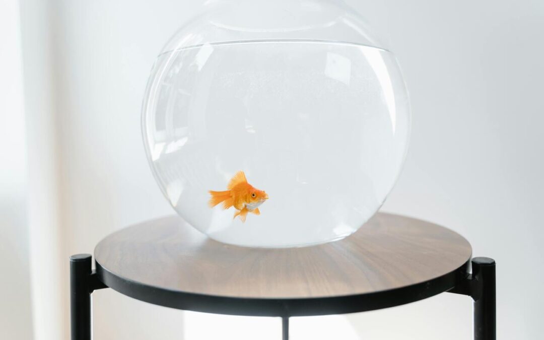 Do Goldfish Sleep? Everything You Need to Know About Goldfish Resting Habits