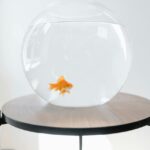 do goldfish sleep