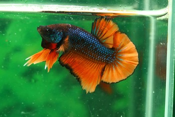 essential heater betta fishes