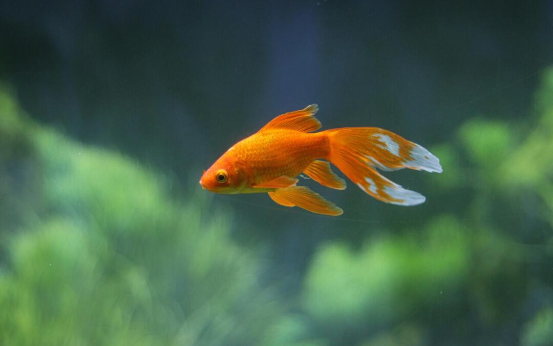 How to Tell if a Goldfish Is Male or Female? A Complete Guide for Fishkeepers