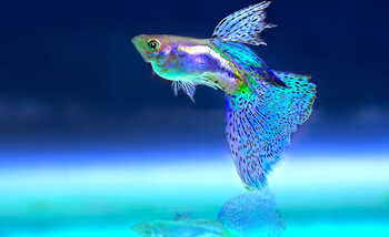 matter right water temp guppies
