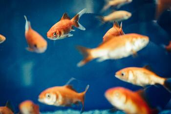 myths sleep goldfishes