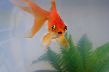 other fish species perfect to live