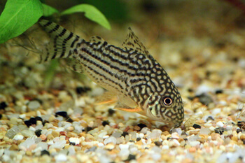 popular fish species corydora
