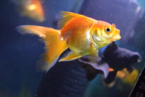 View of How Much Does a Goldfish Cost? A Complete Guide