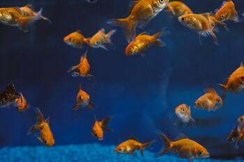 signs sleeping goldfish