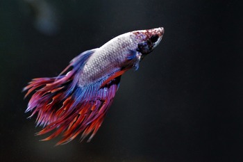 temperature range betta water