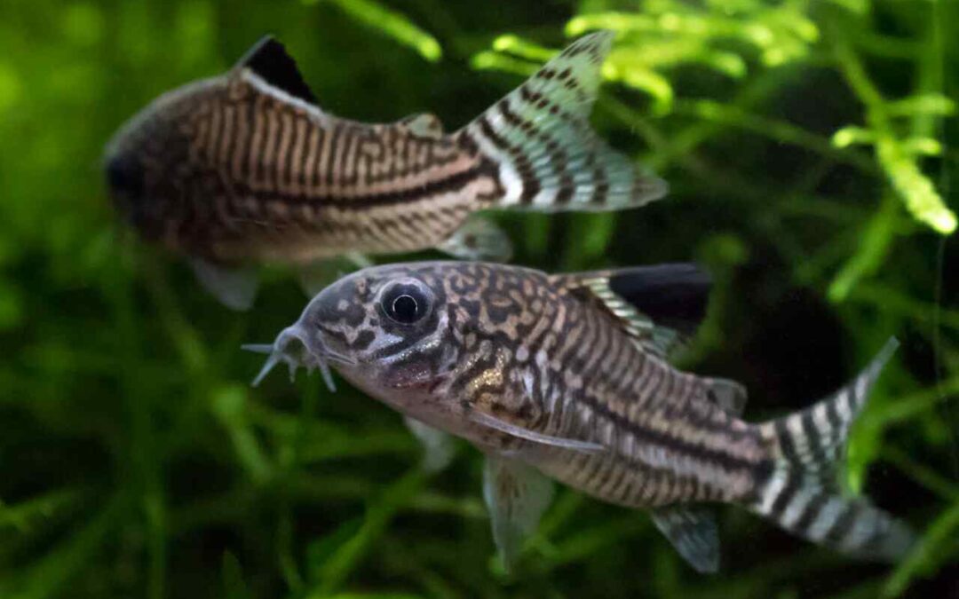 types of corydoras fish
