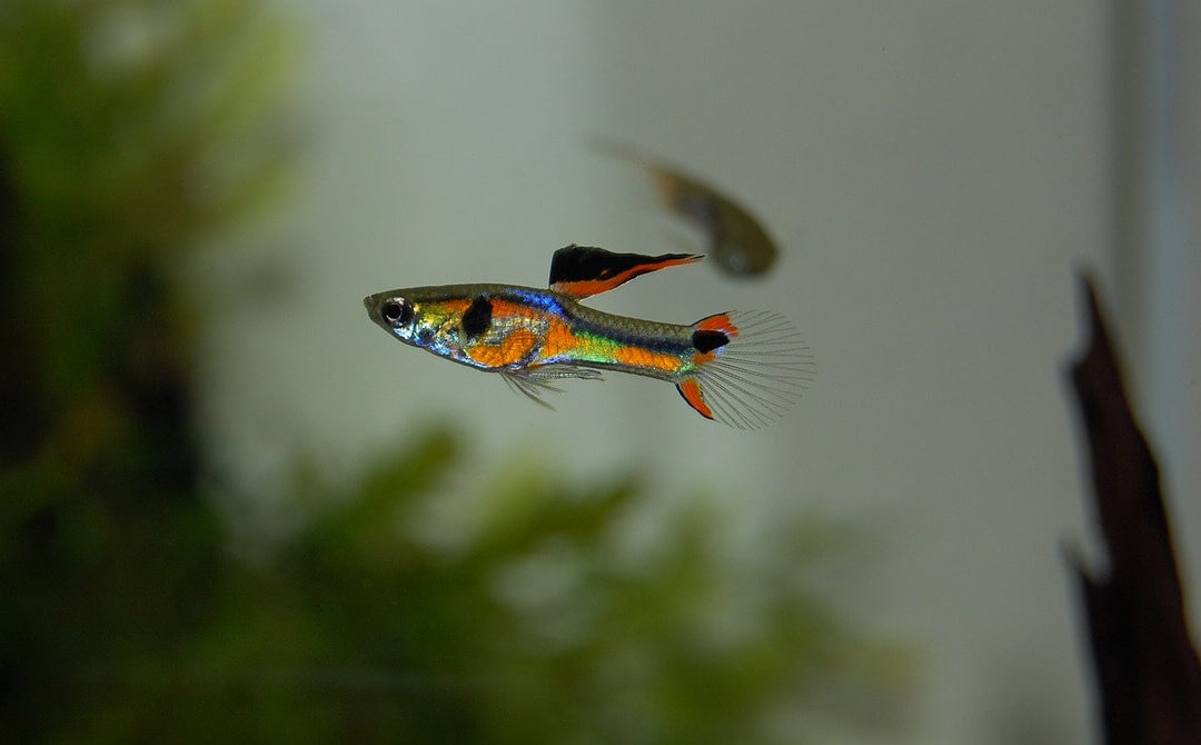 Types of Guppy Fish: A Colorful Guide to Popular Varieties and Tail Shapes