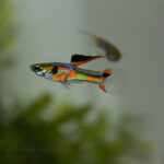 types of guppy fish