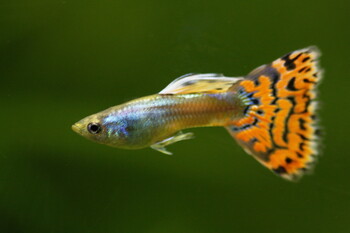 unique guppy varieties