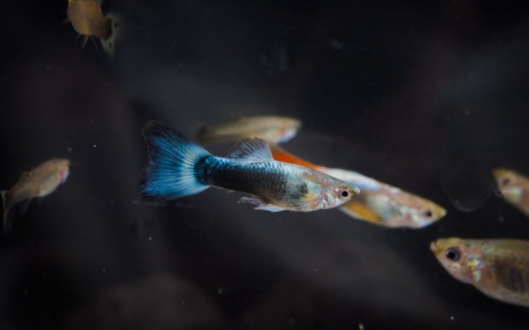 The Ideal Water Temperature for Guppy Fish: A Complete Guide