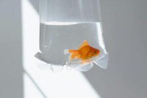 Image showcasing How Much Does a Goldfish Cost? A Complete Guide