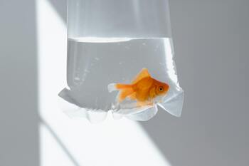 worth costs goldfish