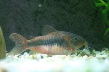 aquarists rewarding corydora breeds
