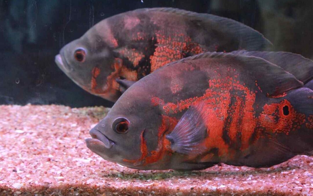 average lifespan of an oscar fish