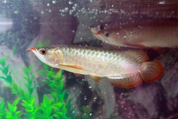 average pricing arowanas