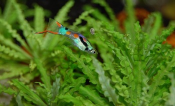 benefits guppy proper diet