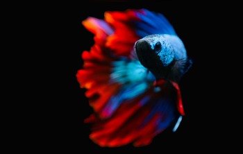 betta with other guppies
