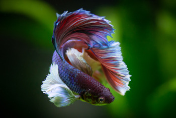bettas along guppy fishes