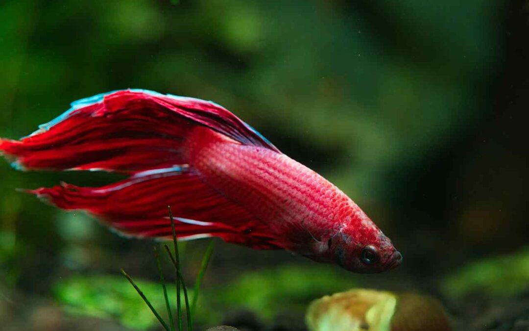 Can a Betta Fish Live with a Guppy? Everything You Need to Know