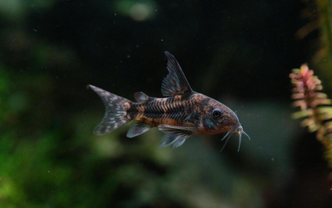 Corydora Eggs: A Complete Guide to Identification, Care, and Hatching