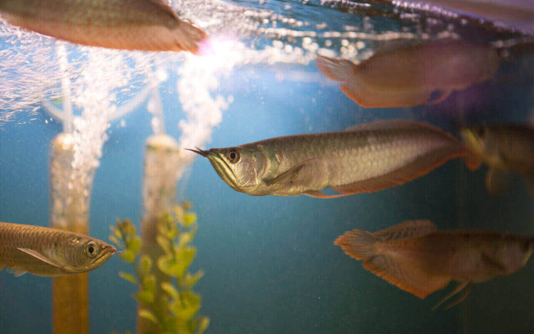 The True Cost of Arowana Fish: What You Need to Know