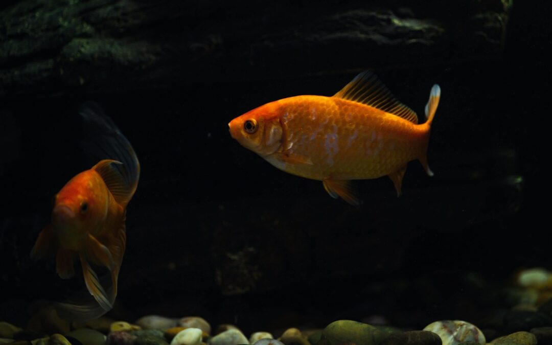 Do Goldfish Have a Good Memory? Debunking the 3-Second Myth