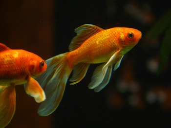 fascinating kind type fish
