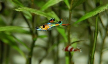 feeding tips guppy