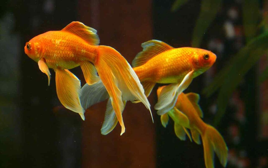Goldfish as Pets: A Complete Guide to Their Care and Needs