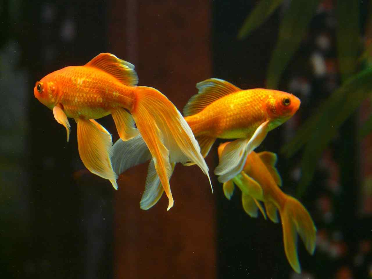 Visual Reference: Goldfish As Pets A Complete Guide To Their Care And