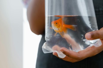 goldfish intelligence evidence