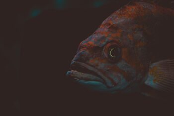 growth oscar fishes