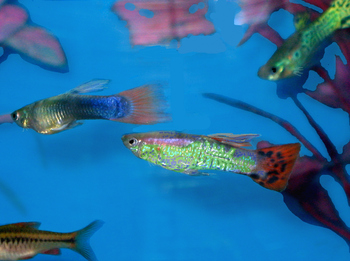 guppies eating habits