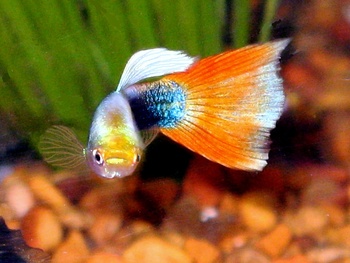 guppy diets other fishes