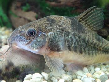 hatching timeline corydora