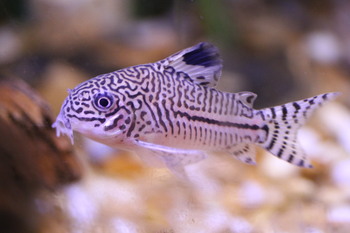 laying egg corydoras fish